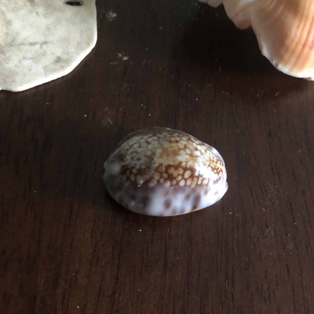 👶🏻 Assorted Seashell Collection - Picture 3 of 15